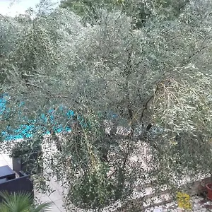  Apartment Carolina Kroatien